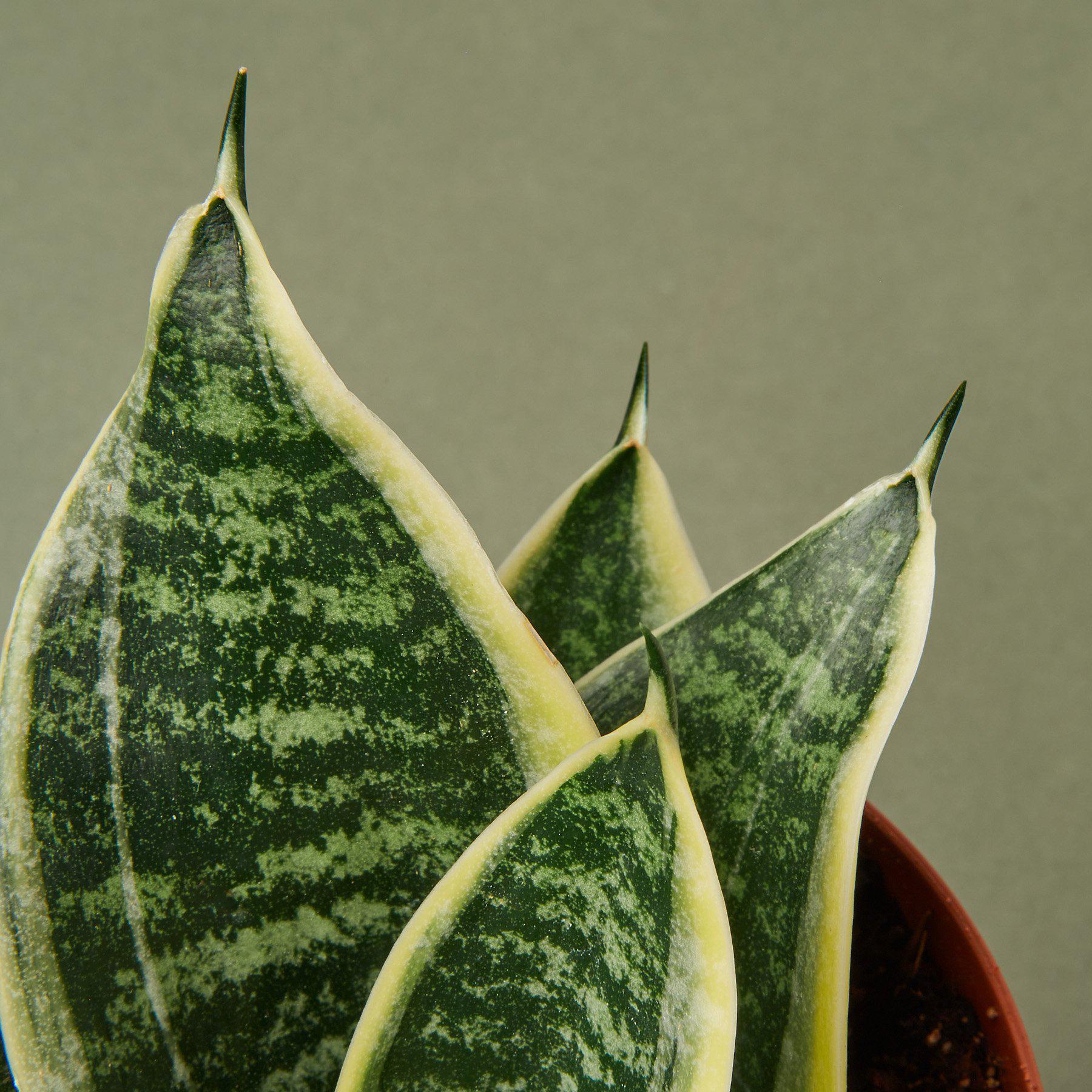 Snake Plant 'Laurentii Dwarf' - House Plant Shop