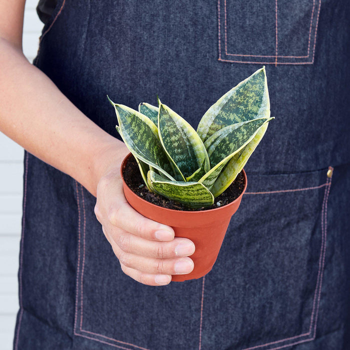 sansevieria snake plant compact varieties Snake Plant 'Laurentii Dwarf'