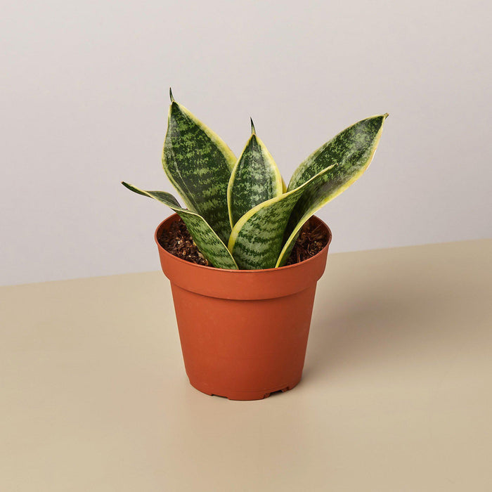 snake plant varieties for sale Snake Plant 'Laurentii Dwarf' | Indoor Plant | Tropical Plant | Potted Plant