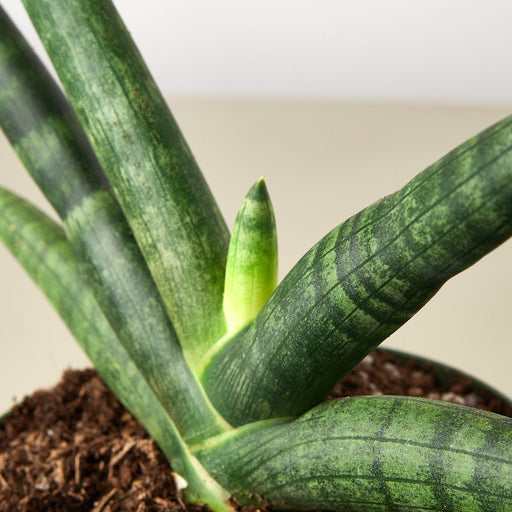 starfish succulent for sale Snake Plant 'Starfish' | Indoor Plant | Sansevieria | Potted Plant