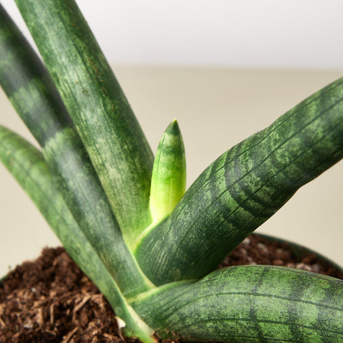 seafoam snake plant Snake Plant 'Starfish' | Indoor Plant | Sansevieria | Potted Plant