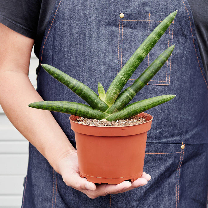 starfish sansevieria for sale Snake Plant 'Starfish' | Indoor Plant | Sansevieria | Potted Plant