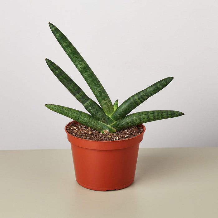 snake plant purchase Snake Plant 'Starfish' | Indoor Plant | Sansevieria | Potted Plant