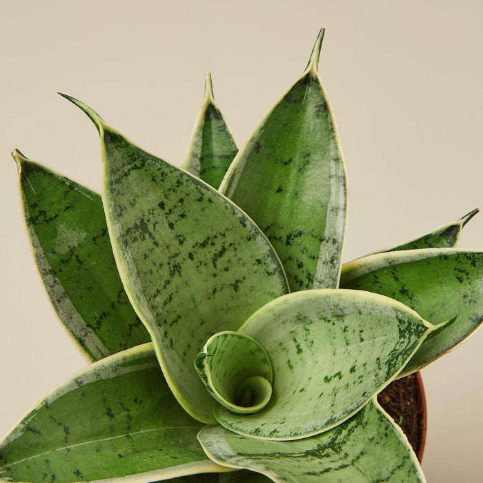 light green sansevieria Snake Plant 'Starlight' | Indoor Plant | Tropical Plant | Potted Plant