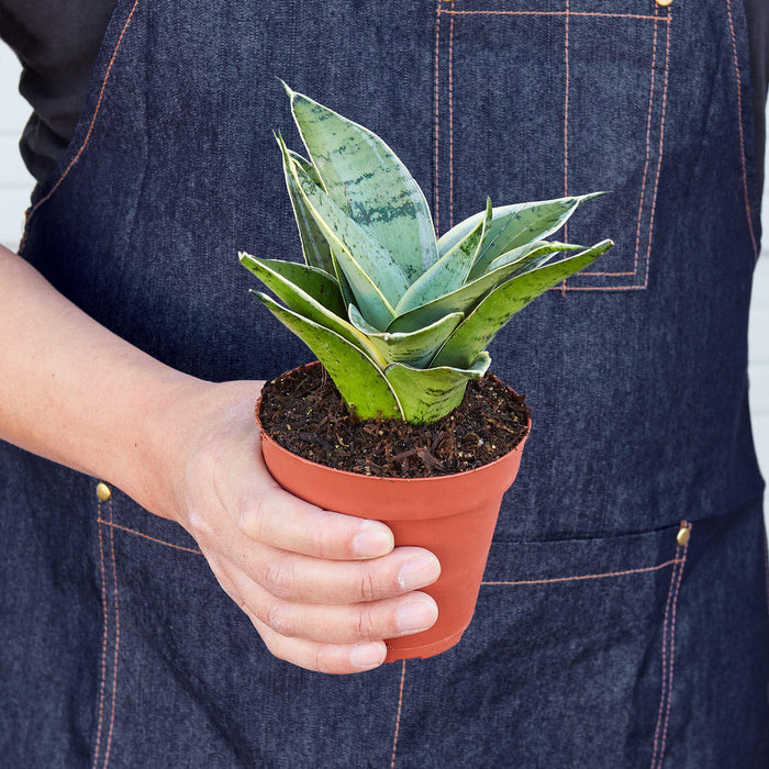 glow in the dark snake plant Snake Plant 'Starlight' | Indoor Plant | Tropical Plant | Potted Plant