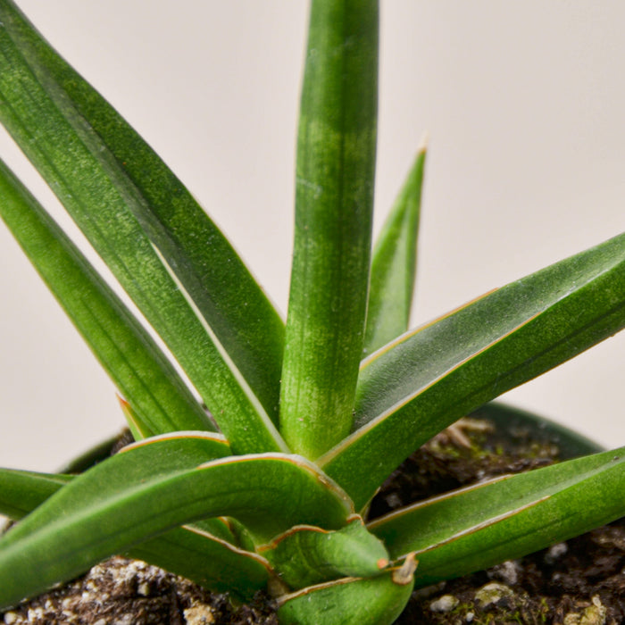 stick snake plant Snake Plant 'Stuckii' | Indoor Plant | Tropical Plant | Potted Plant