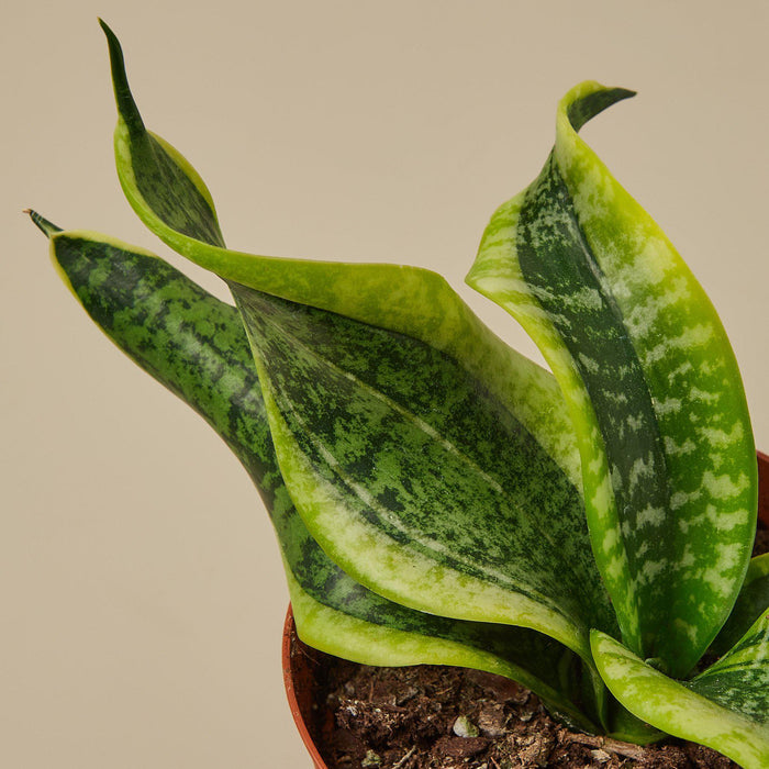 twisted sister snake plant Snake Plant 'Twist'