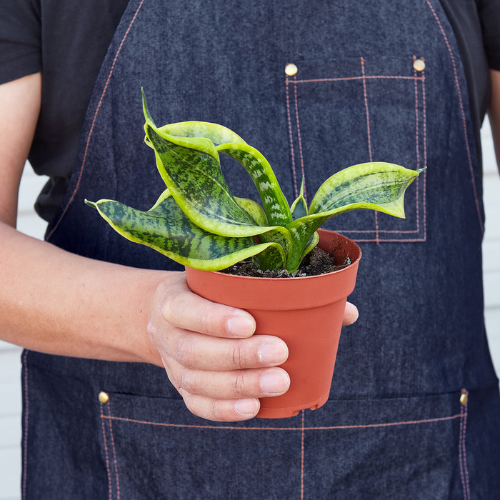 twisted house plant Snake Plant 'Twist'