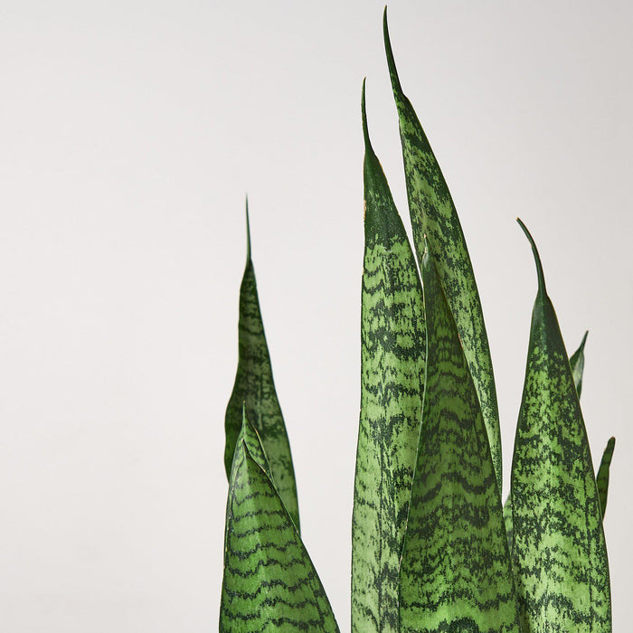 zulu snake plant Snake Plant 'Zeylanica' | Indoor Plant | Tropical Plant | Potted Plant