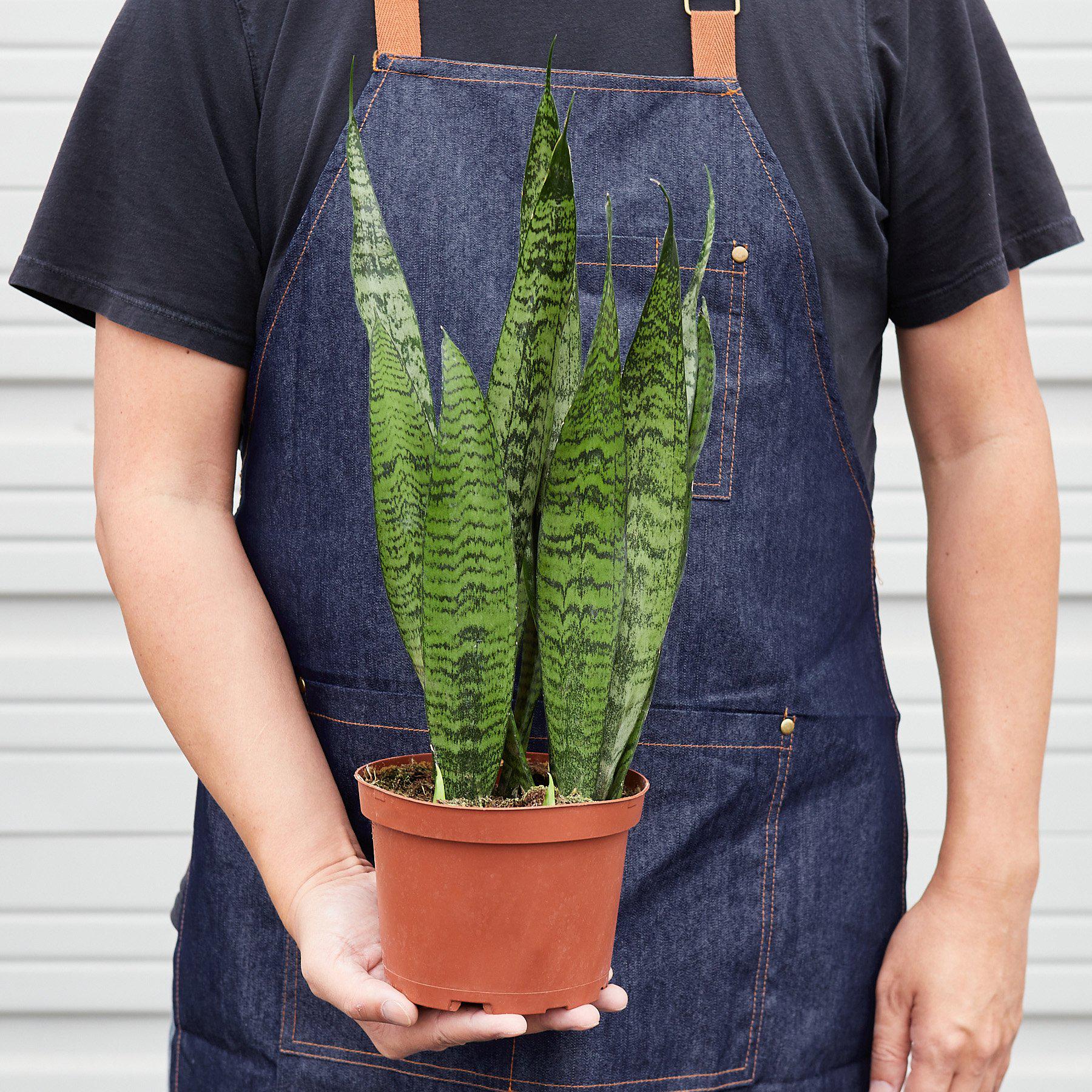 Snake Plant 'Zeylanica' - House Plant Shop