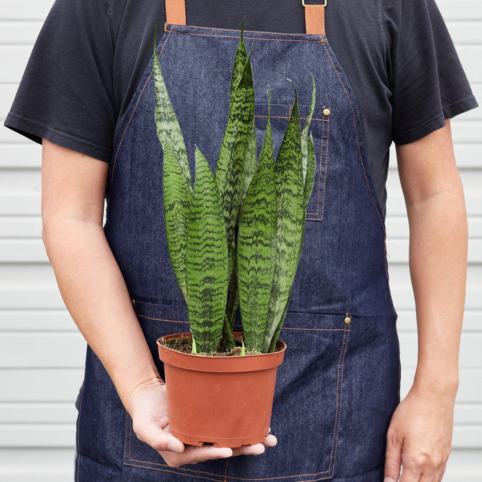 snake zeylanica plant Snake Plant 'Zeylanica' | Indoor Plant | Tropical Plant | Potted Plant