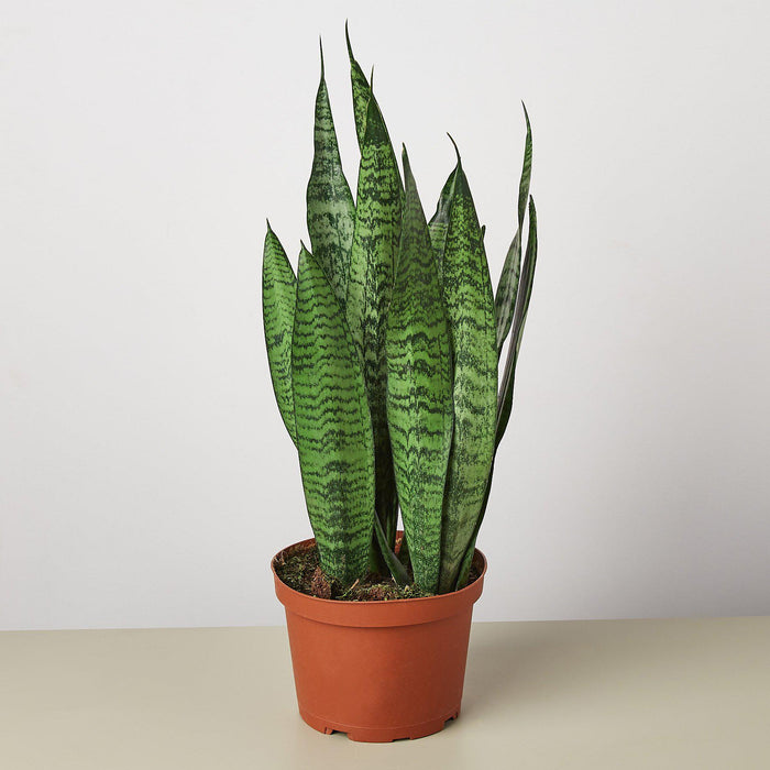 sansevieria trifasciata zeylanica snake plant Snake Plant 'Zeylanica' | Indoor Plant | Tropical Plant | Potted Plant