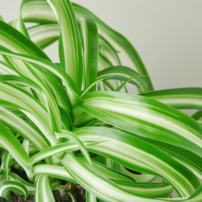 chlorophytum spider bonnie Spider Plant 'Bonnie' | Indoor Plant | Tropical Plant | Potted Plant