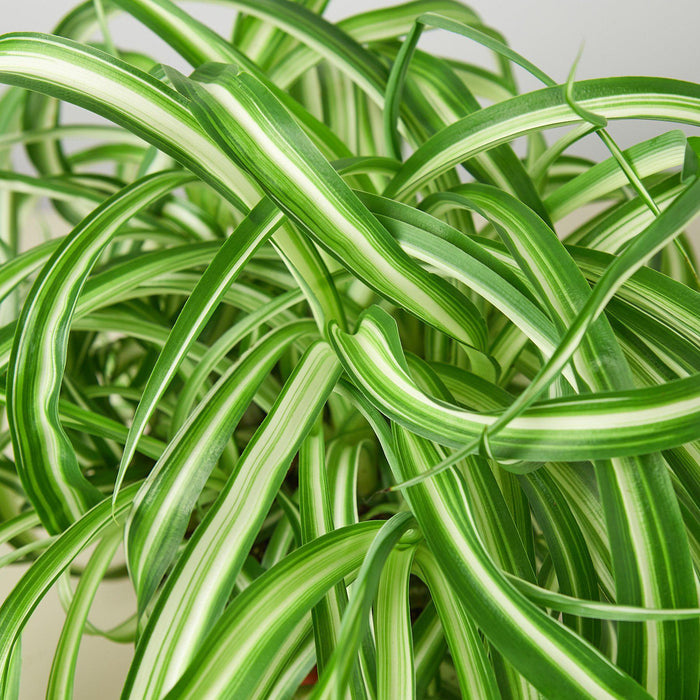 spider plant common name Spider Plant 'Bonnie' | Indoor Plant | Tropical Plant | Potted Plant