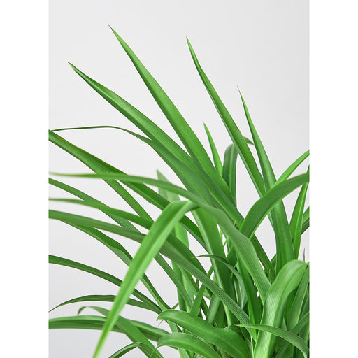 Spider Plant 'Green' - House Plant Shop