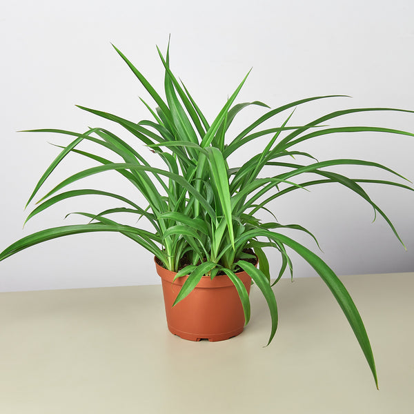 red and green spider plant Spider Plant 'Green' | Indoor Plant | Tropical Plant | Potted Plant