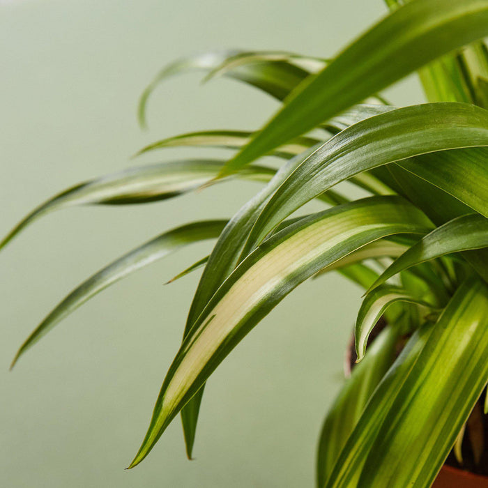 spider plant wide leaves Spider Plant 'Hawaiian'