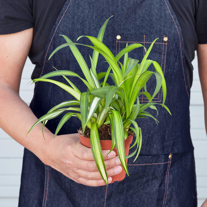 hawaiian house plants Spider Plant 'Hawaiian' | Indoor Plant | Tropical Plant | Potted Plant