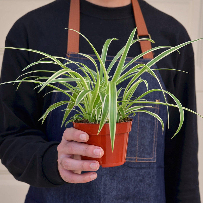where to buy spider plants Spider Plant 'Reverse'