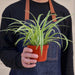 Spider Plant 'Reverse' - House Plant Shop