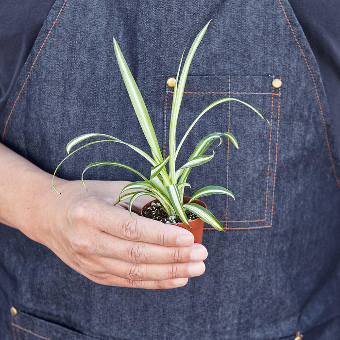 spider plants buy Spider Plant 'Reverse' | Indoor Plant | Tropical Plant | Potted Plant