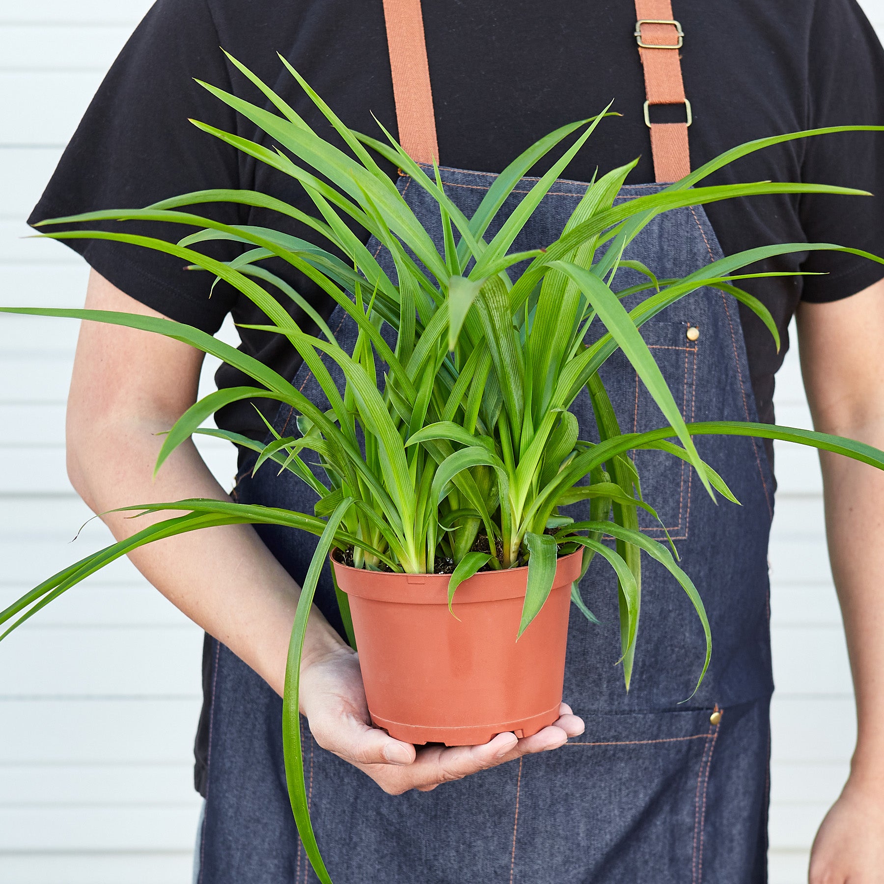 Spider Plant 'Green' - House Plant Shop