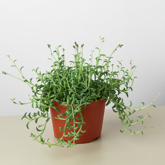 dolphin succulent buy Succulent 'String of Dolphins' | Indoor Plant | Tropical Plant | Potted Plant