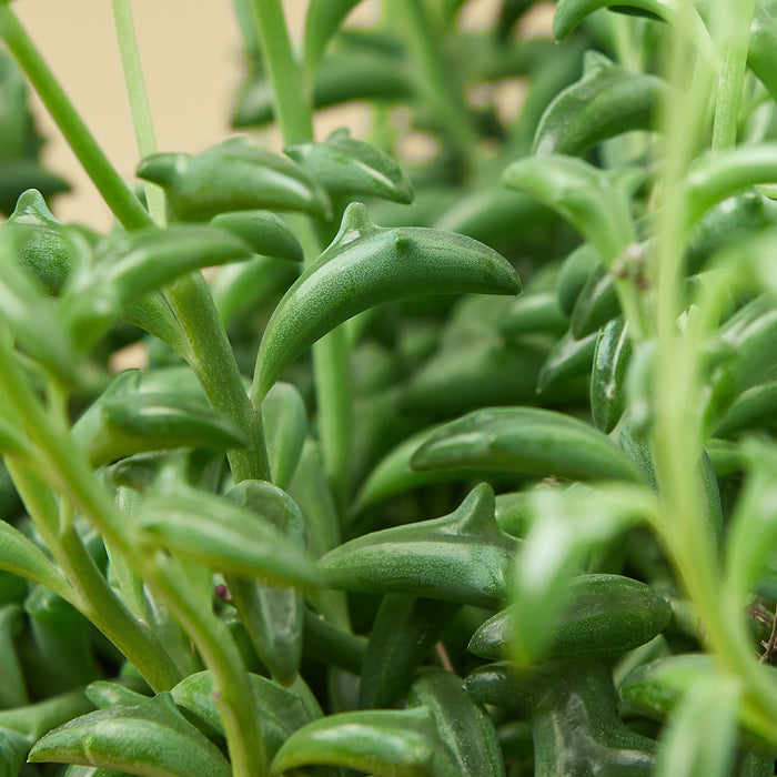 dolphins succulent Succulent 'String of Dolphins' | Indoor Plant | Tropical Plant | Potted Plant