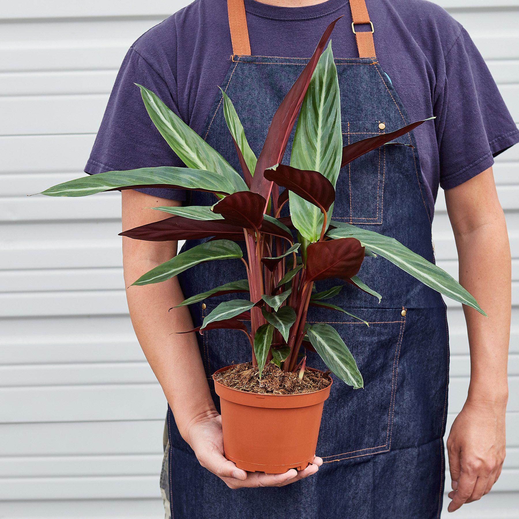 Stromanthe 'Sanguinea' - House Plant Shop