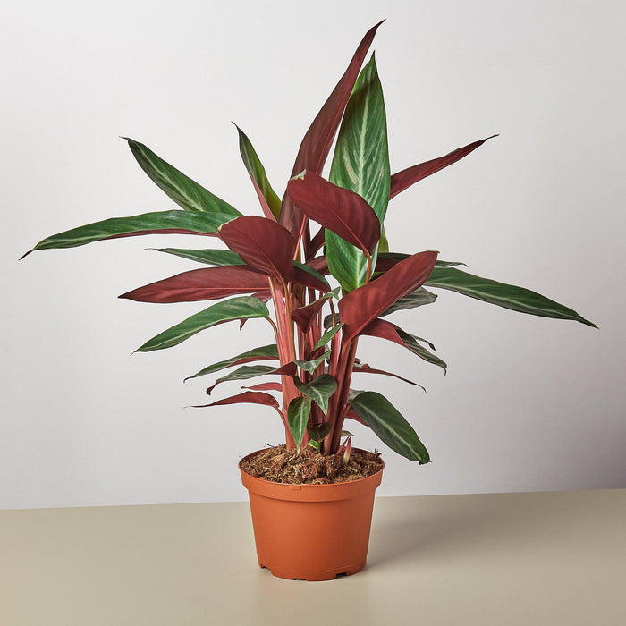house plant stromata sanguina Stromanthe 'Sanguinea'