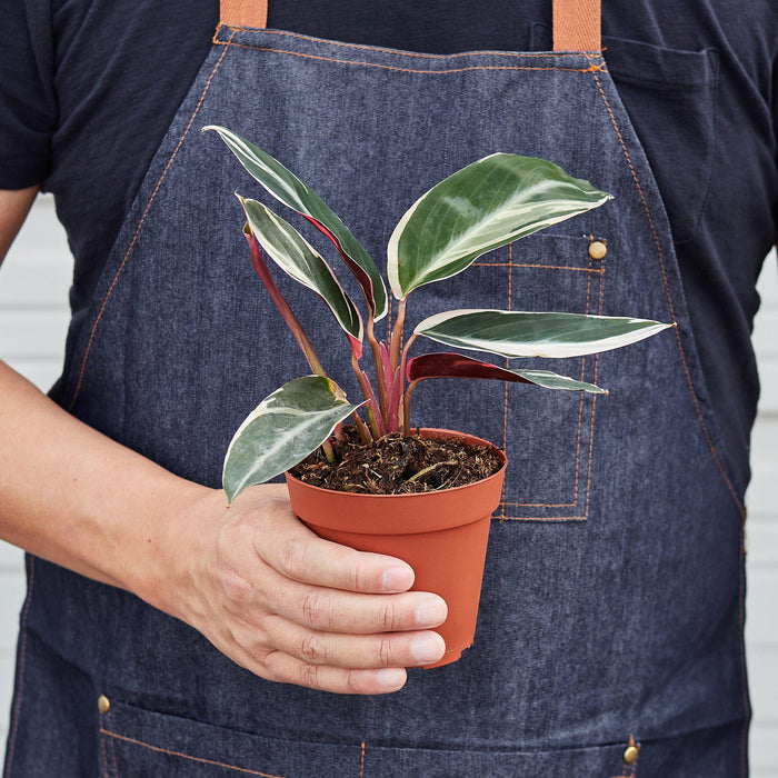 house plant stromata sanguina Stromanthe 'Triostar' | Indoor Plant | Tropical Plant | Potted Plant