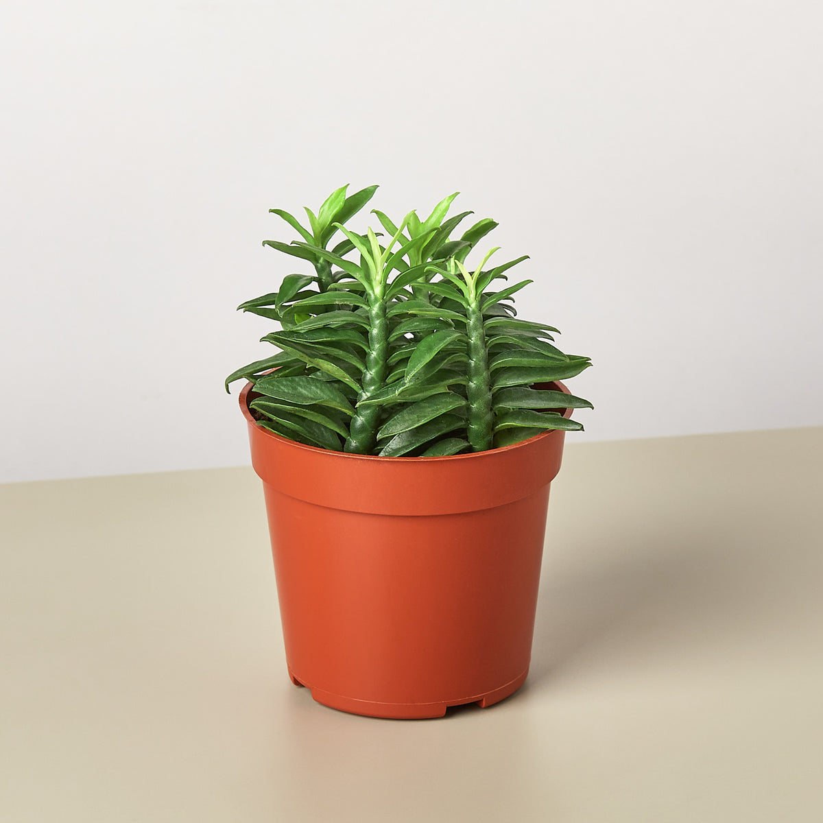 succulent devils backbone plant Devil's Backbone Euphorbia