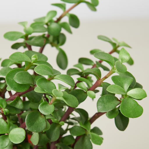 small green succulent Succulent Portulacaria 'Rainbow Bush' | Indoor Plant | Tropical Plant | Potted Plant