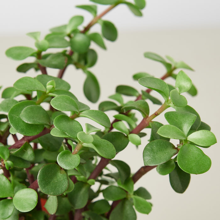 narrow leaf succulent Succulent Portulacaria 'Rainbow Bush' | Indoor Plant | Tropical Plant | Potted Plant