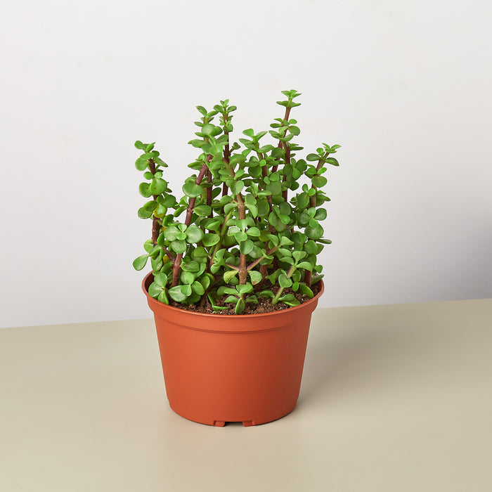 elephant bush hanging plant Succulent 'Elephant Bush'