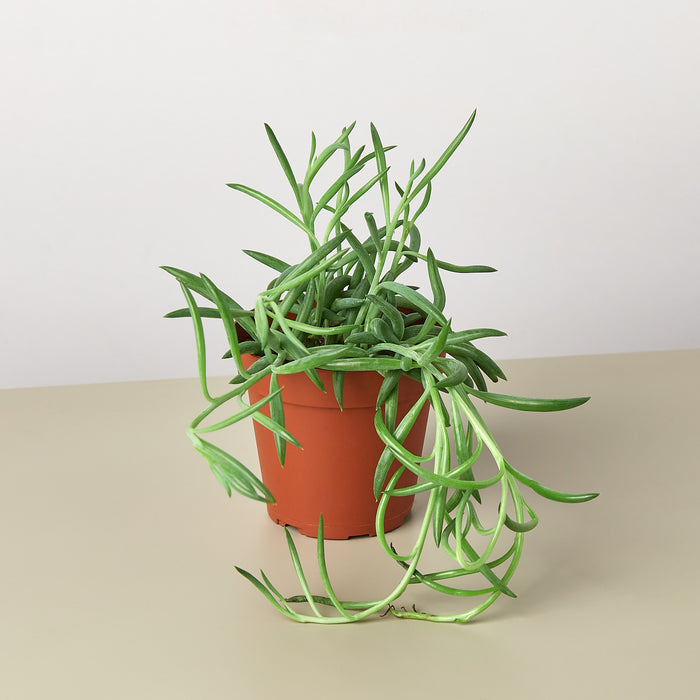 succulent with tubes Succulent Senecio Succulent 'Fish Hooks'