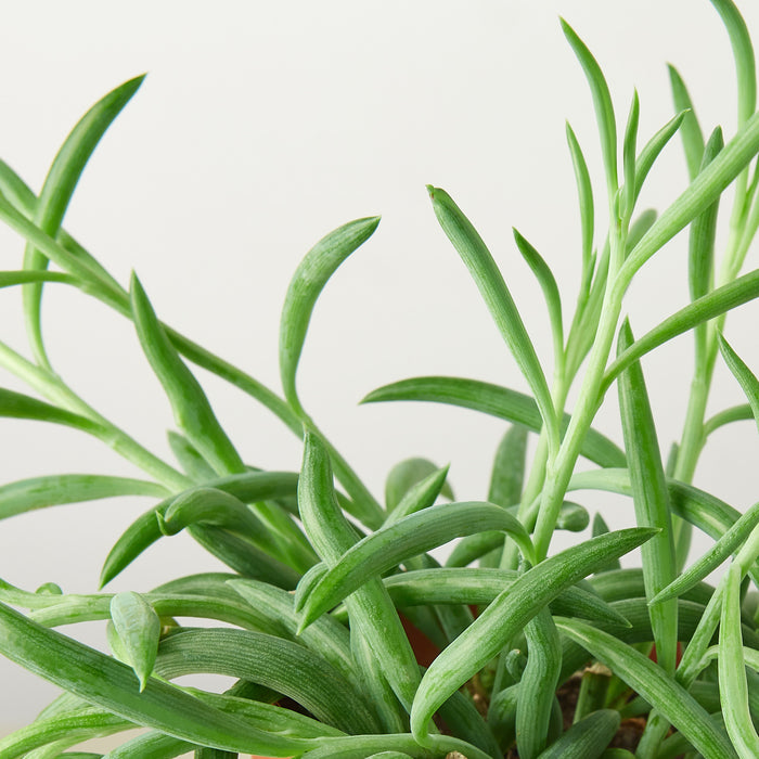 fish succulent Succulent Senecio Succulent 'Fish Hooks'