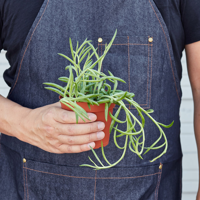 fish hook succulent care Succulent Senecio Succulent 'Fish Hooks' | Indoor Plant | Tropical Plant | Potted Plant