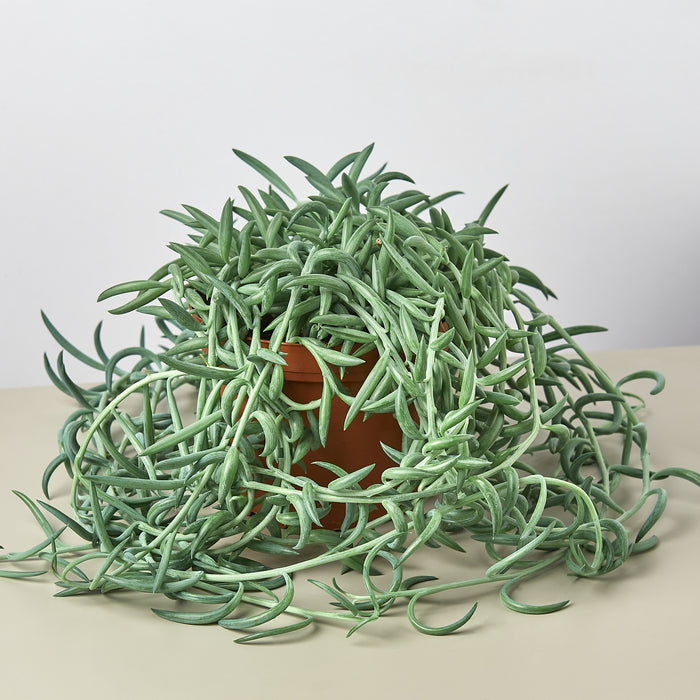 string of fishhooks succulent Succulent Senecio Succulent 'Fish Hooks'