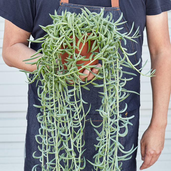 banana succulent and fish hooks name Succulent Senecio Succulent 'Fish Hooks' | Indoor Plant | Tropical Plant | Potted Plant