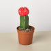 Graft Cactus Succulent 'Red' - House Plant Shop