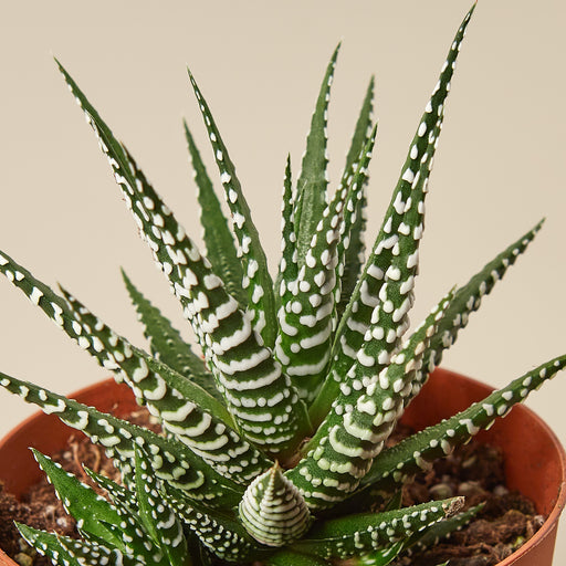 zebra succulent varieties Zebra Succulent | Indoor Plant | Tropical Plant | Potted Plant