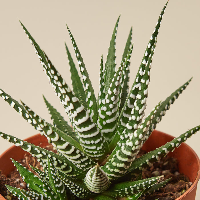 zebra looking succulent Zebra Succulent | Indoor Plant | Tropical Plant | Potted Plant
