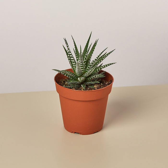 zebra plant indoor or outdoor Zebra Succulent | Indoor Plant | Tropical Plant | Potted Plant
