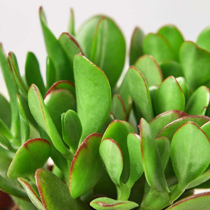 very large jade plant for sale Succulent Crassula 'Jade' | Indoor Plant | Tropical Plant | Potted Plant