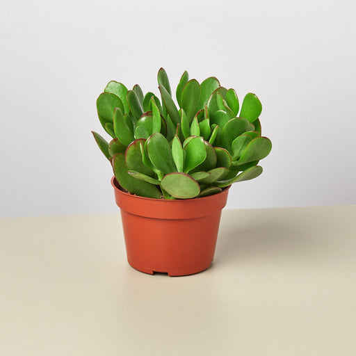 succulents jade Succulent Crassula 'Jade' | Indoor Plant | Tropical Plant | Potted Plant