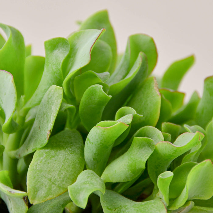 wavy leaf jade plant Succulent 'Ripple Jade' | Indoor Plant | Tropical Plant | Potted Plant