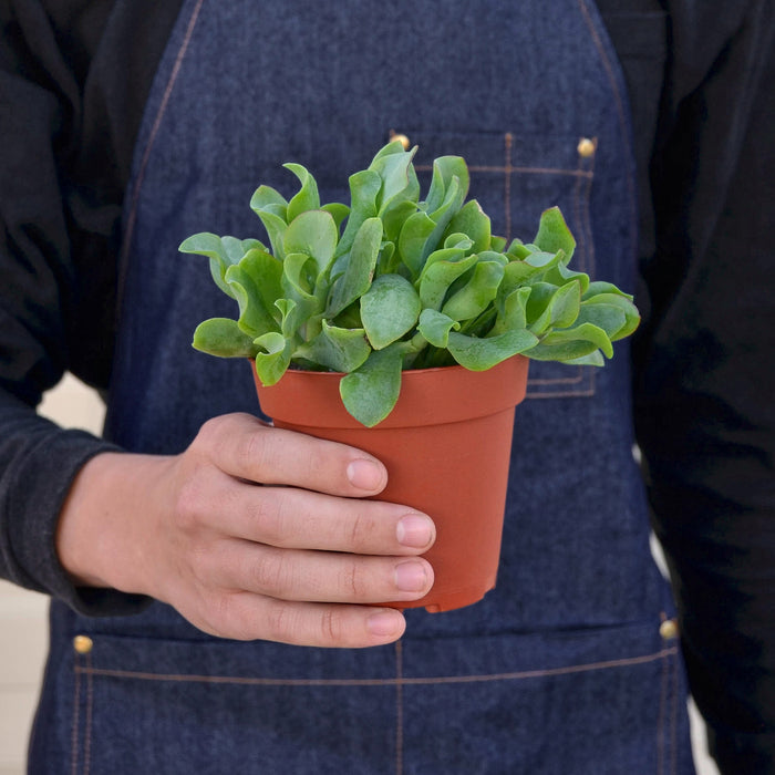 succulent ripple jade Succulent 'Ripple Jade' | Indoor Plant | Tropical Plant | Potted Plant