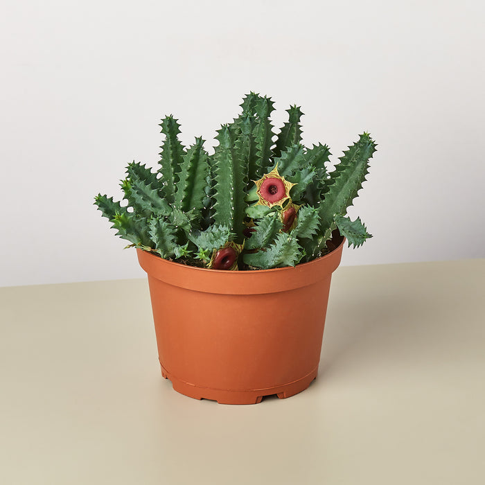 Lifesaver Cactus - House Plant Shop