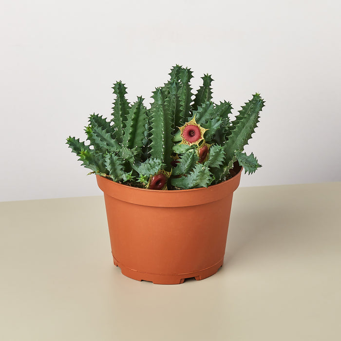 lifesaver succulent plant Lifesaver Cactus
